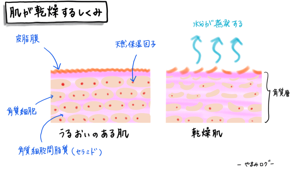 肌が乾燥するしくみ　肌断面図