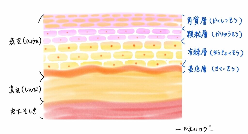 皮膚の構造　ラメラ　しくみ