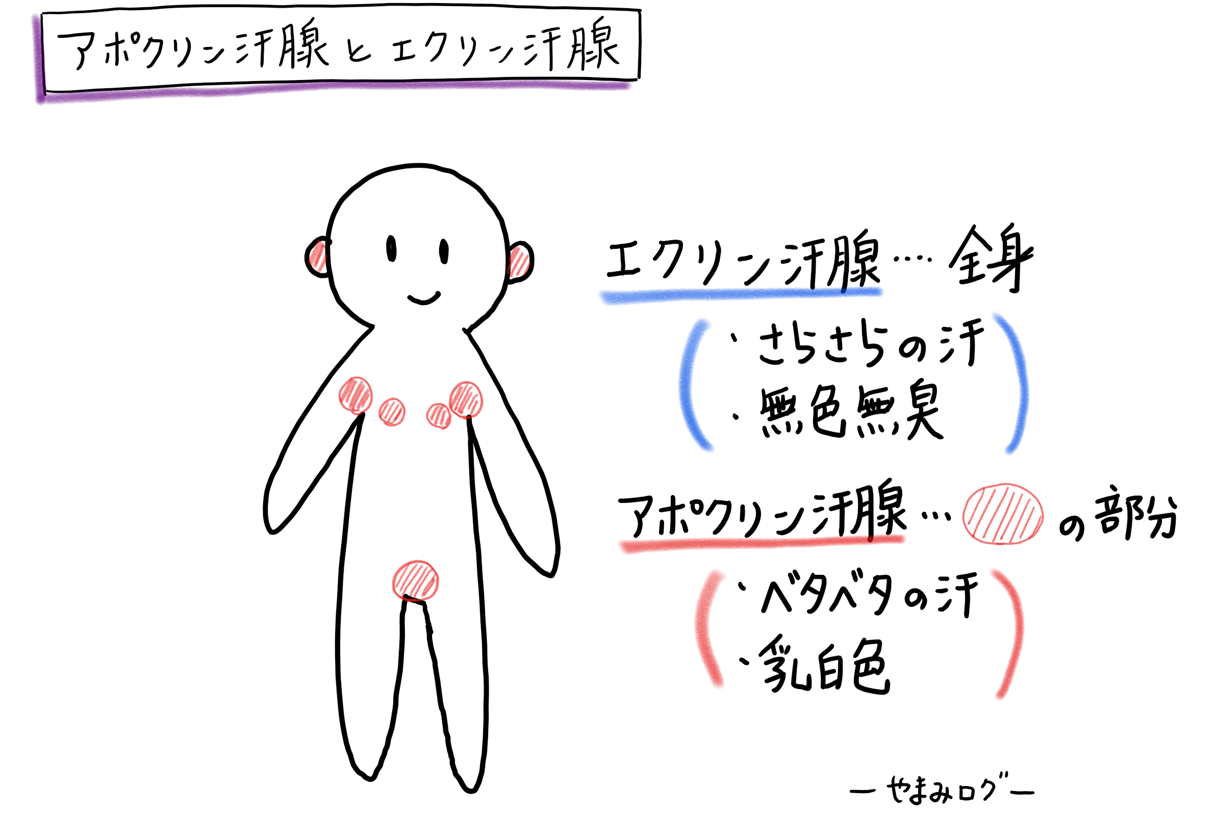 エクリン腺とアポクリン腺